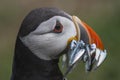 A closeup portrait of a puffin with fish in beak Royalty Free Stock Photo