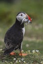 A closeup portrait of a puffin with fish in beak Royalty Free Stock Photo