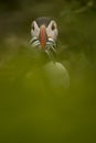 A closeup portrait of a puffin with fish in beak Royalty Free Stock Photo