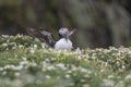 A closeup portrait of a puffin with fish in beak Royalty Free Stock Photo