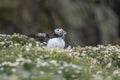 A closeup portrait of a puffin with fish in beak Royalty Free Stock Photo