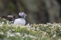 A closeup portrait of a puffin with fish in beak Royalty Free Stock Photo