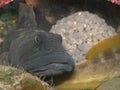 Eel pout guarding its' eggs. Royalty Free Stock Photo