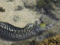 Eel swallowing octopus Royalty Free Stock Photo