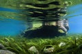 eelgrass in a freshwater river