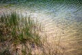 Eelgrass is located on the shore of a lake with clear water Royalty Free Stock Photo