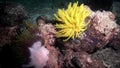 Eellow sea lily Crinoidea class of echinoderms underwater on seabed in Maldives.