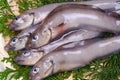 Eelpout