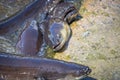 Eels coming out of water