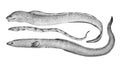 Eels. Hand drawn black pencil realistic illustration. Royalty Free Stock Photo