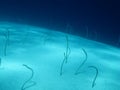 Eels in the Red Sea