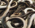 Eels For Sale In Faro Portugal