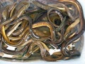 Eels on sale at Thai market