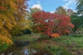 Rode boom tijdens herfst