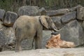 Elephant baby in the zoo