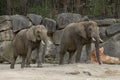 Elephants in zoo Royalty Free Stock Photo