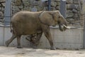 Elephants in zoo Royalty Free Stock Photo