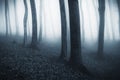 Eerie blue fog trough trees in forest on Halloween