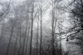 Creepy Forest Fog Background Royalty Free Stock Photo