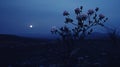 Eerie Dreamscapes: Romantic Moonlit Seascapes With Flowers On A Flat Hillside