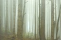 Eerie Fog Settles Over Varied Tree Trunks Royalty Free Stock Photo