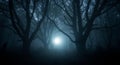 Eerie Forest at Night with a Glowing Light Through the Trees Royalty Free Stock Photo