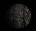 An eerie landscape with a moon behind the trees