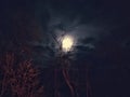 Eerie moon this night Royalty Free Stock Photo