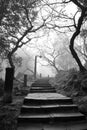 Eerie pathway Royalty Free Stock Photo