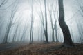 Eerie scene in a forest with fog