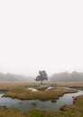 Eerie scene in the forest with stream, dense fog and isolated tree