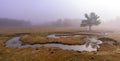 Eerie scene in the forest with stream, dense fog and isolated tree