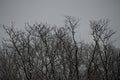 Eerie scenery of bare trees in the forest