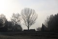 Eerie scenery of bare trees with white background