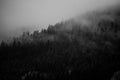 Eerie scenery of enchanting evergreen trees on a foggy mountain