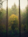 Eerie scenery of the majestic tall trees of an enchanting forest covered in smog in France