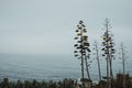 Eerie scenery of plants on the beach of a sea in Portugal