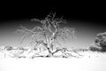 Eerie spindly tree with claw like branches, against a dark imposing sky