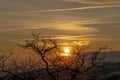 Eerie trees with leafless branches against golden sun and cloudy sky at sunset