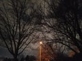 Eerie trees and streetlight