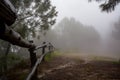 Eerie view of a forest on a gloomy fall day