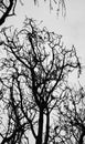 Eery trees against a cloudy sky.