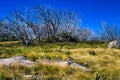 White skeletons of eucalyptus trees, a few years after a wildfire in the Australian Alps Royalty Free Stock Photo