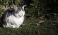 Eeuropean white cat with green eyes in the garden Royalty Free Stock Photo