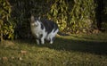 Eeuropean white cat with green eyes in the garden Royalty Free Stock Photo