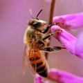 Ef bee 01 Royalty Free Stock Photo