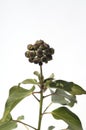 Efeu; Hedera; helix, Fruechte Royalty Free Stock Photo