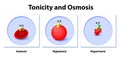 Effect of different solutions on blood cells