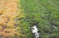 Effect of glyphosate on grass