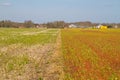 Effect of herbicide in agriculture Royalty Free Stock Photo